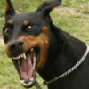 snarling dog: Scary no?